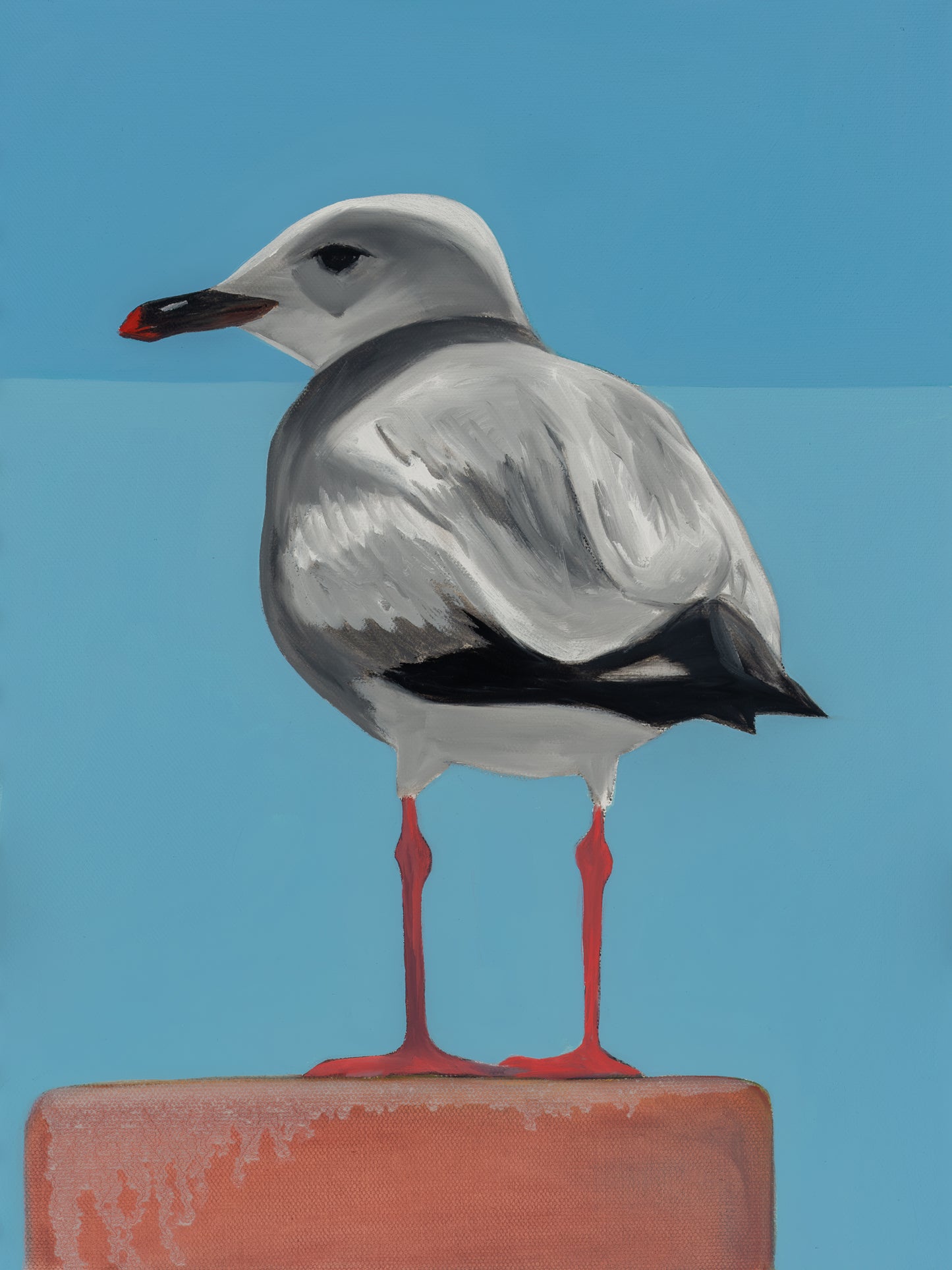 Gull 5 (Starbuck)