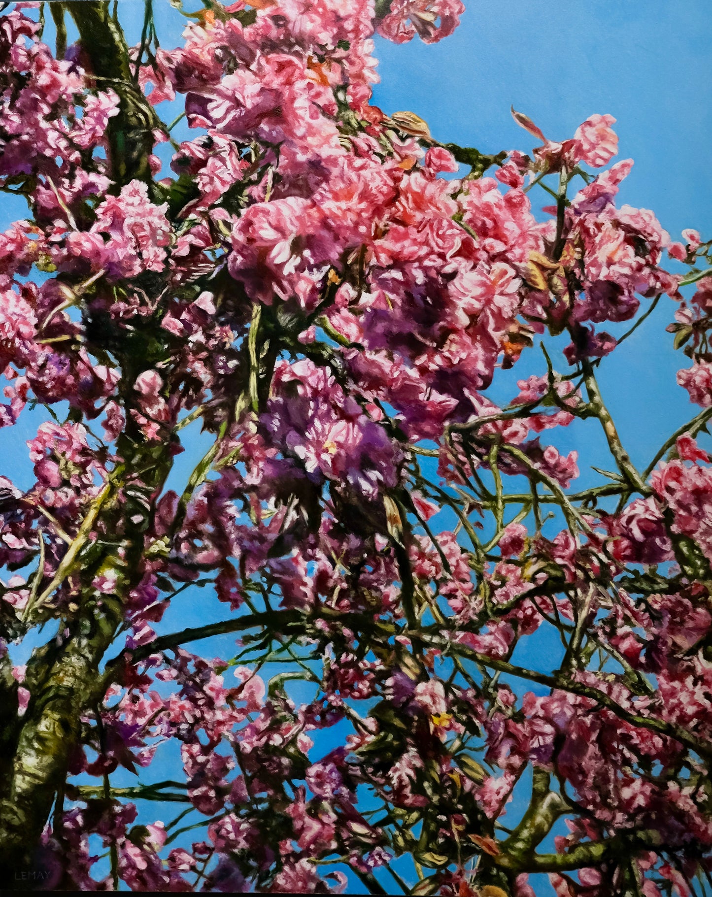 Cherry Tree Blossoms
