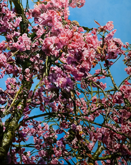Cherry Tree Blossoms