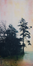 The Cedar & Harvest Moon by Lori Bagneres
