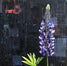 Lupin 2 by Mary Lottridge