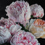 Peonies and Rose original Canadian art by Robert Lemay