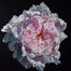 Peony Portrait 2 by Robert Lemay