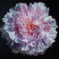 Peony Portrait by Robert Lemay
