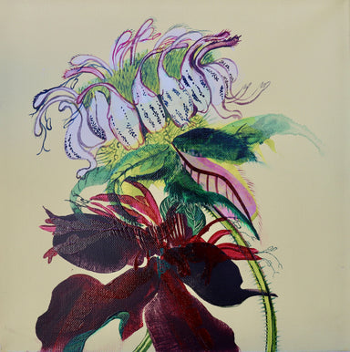 Monarda: contorta and amplexicaulis by Yvonne Vander Kooi